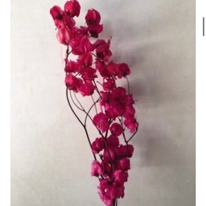 Dried Bougainvillea - Unique coastal mediterranean decor - Florida house decor image 1
