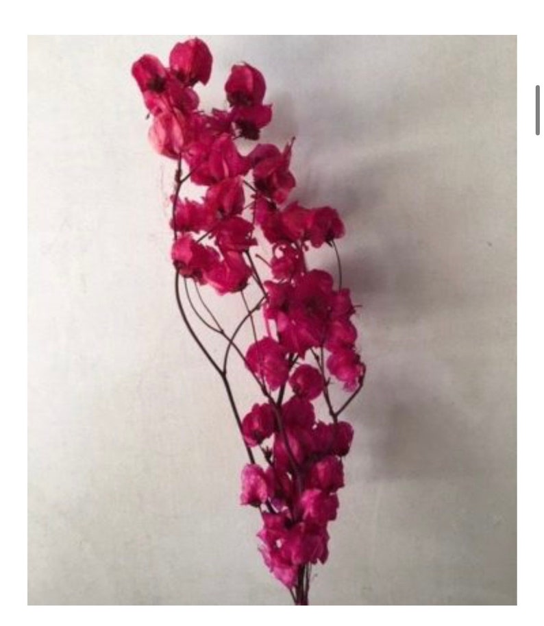 Dried Bougainvillea - Unique coastal mediterranean decor - Florida house decor image 1