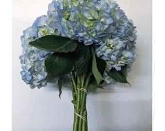 Fresh Cut Hydrangea: Summer Floral Arrangement, Various Shades (20-50 Stems)