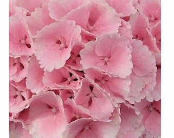 Fresh Cut Hydrangea Stems: Summer Floral Arrangement