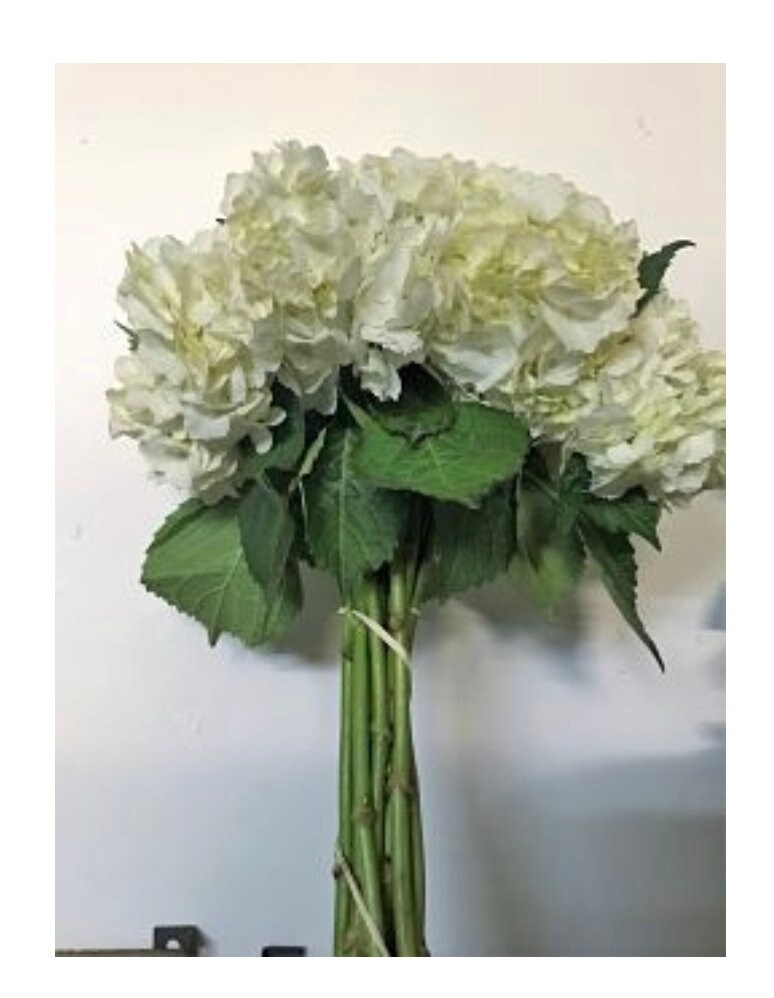 Fresh Hydrangea 2050 Stems Shades Summer Etsy UK