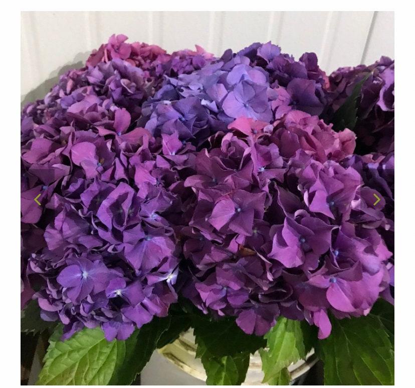 Fresh Hydrangea 2050 Stems Shades Summer Etsy UK