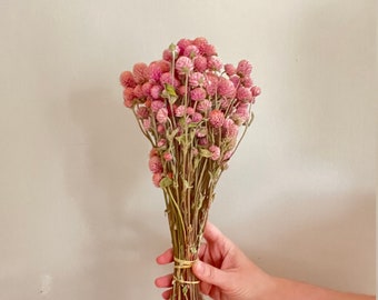 May include: A bouquet of dried pink globe amaranth flowers with green stems tied together with a gold rubber band.