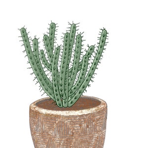 cactus potted plant
