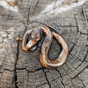 Puede incluir: Un colgante de serpiente en tono bronce con cuerpo enrollado y escamas detalladas. La cabeza de la serpiente está levantada y tiene un pequeño lazo para una cadena. El colgante está sobre un fondo de madera envejecida.