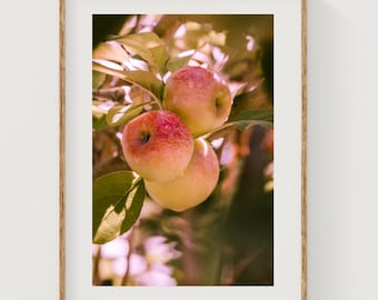 Apple Still Life Photography Print: Rustic Kitchen Wall Art