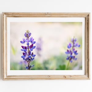 Lupine Wildflowers photography, Coastal Wildflower Art, Flower Wall Art, Purple Flowers, Botanical Print, Floral Wall Decor, Nature photo