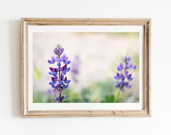 Lupinvildblomsfotografi: Botaniskt konsttryck från kusten