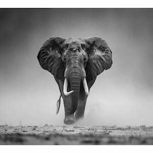 Elepahant Canvas Painting Print