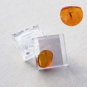 Op de afbeelding: Een stuk barnsteen met een insect erin, gepresenteerd in een transparante acrylbox. Het barnsteen heeft een warme, gouden kleur. De doos is open, met het deksel ernaast. Een close-up toont het insect.