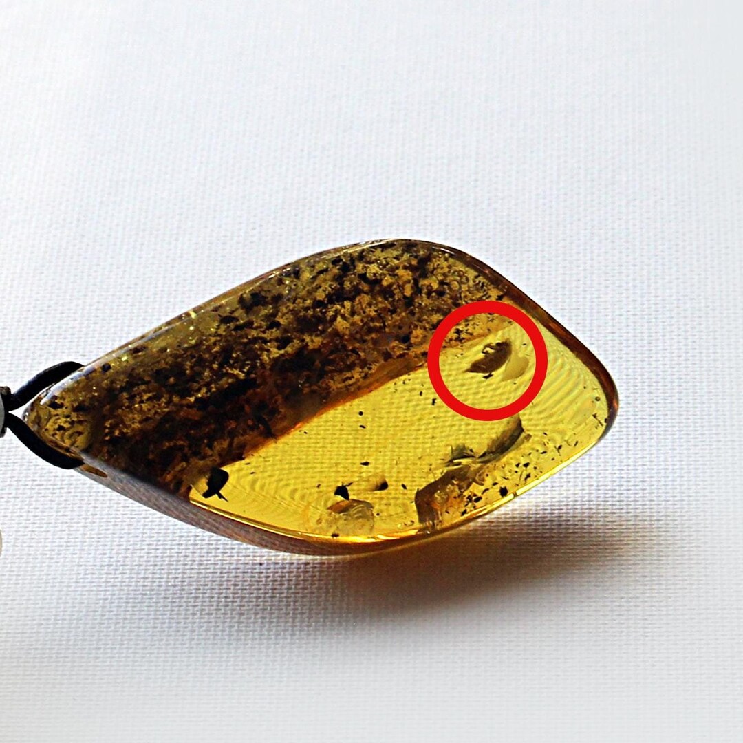 Amber Inclusion Pendant, Insect Inclusion Baltic Amber Necklace ...