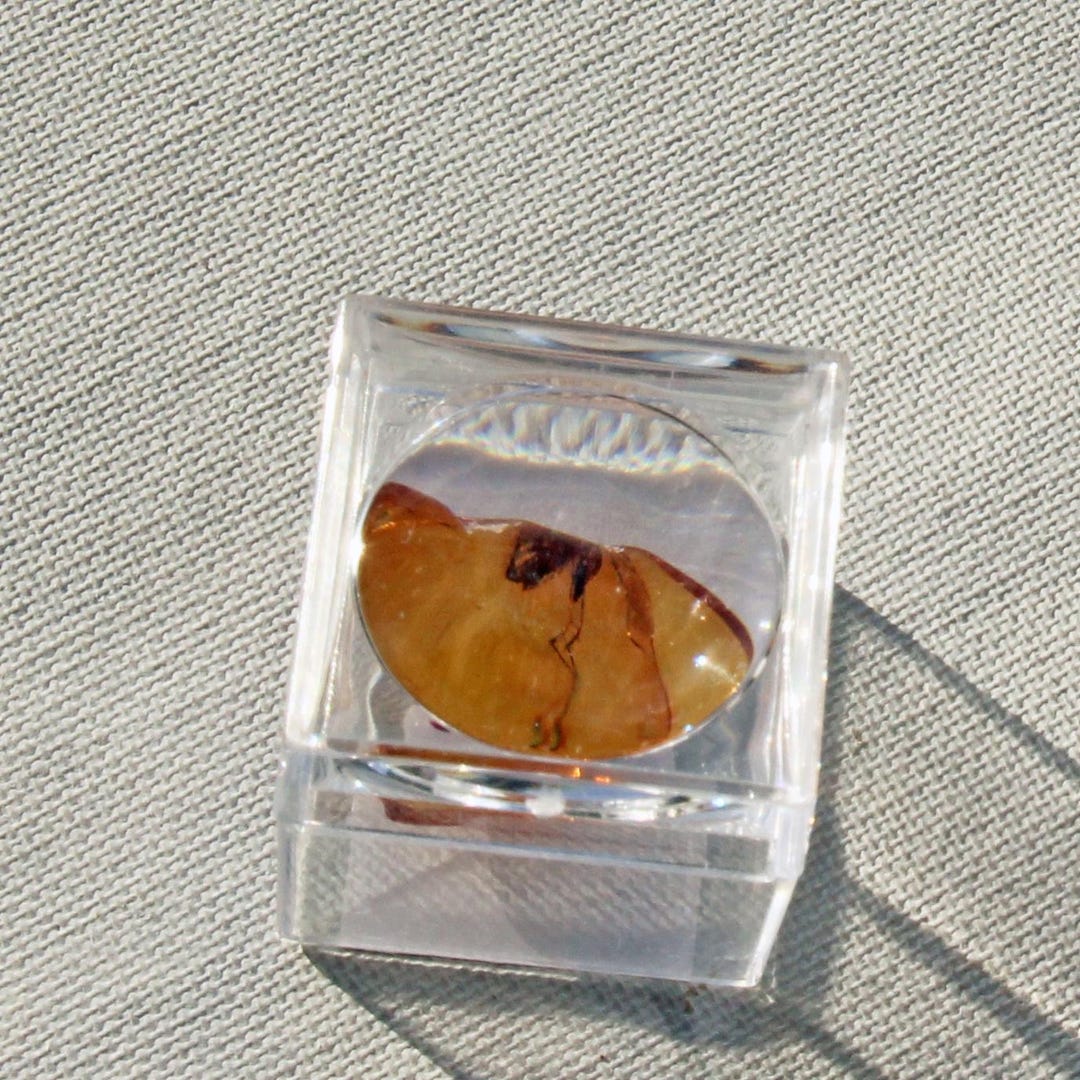 Amber Inclusion Insect Box With Magnifying Glass, Old Mosquito in Amber ...