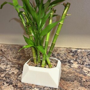 Vaso di fiori stampato in 3D