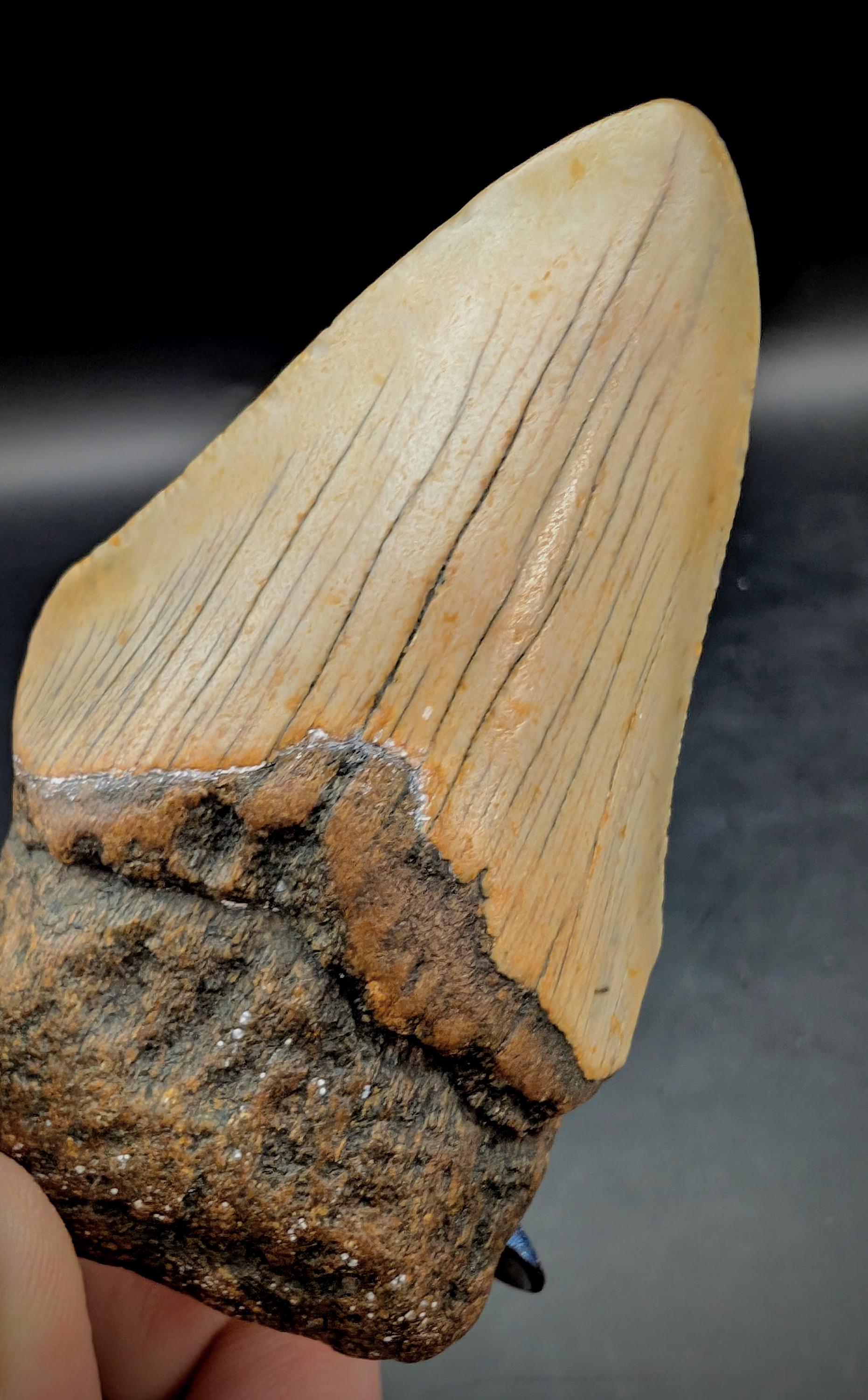 メガラドンの歯、3インチ、ノースカロライナ州産のほぼ完全な化石