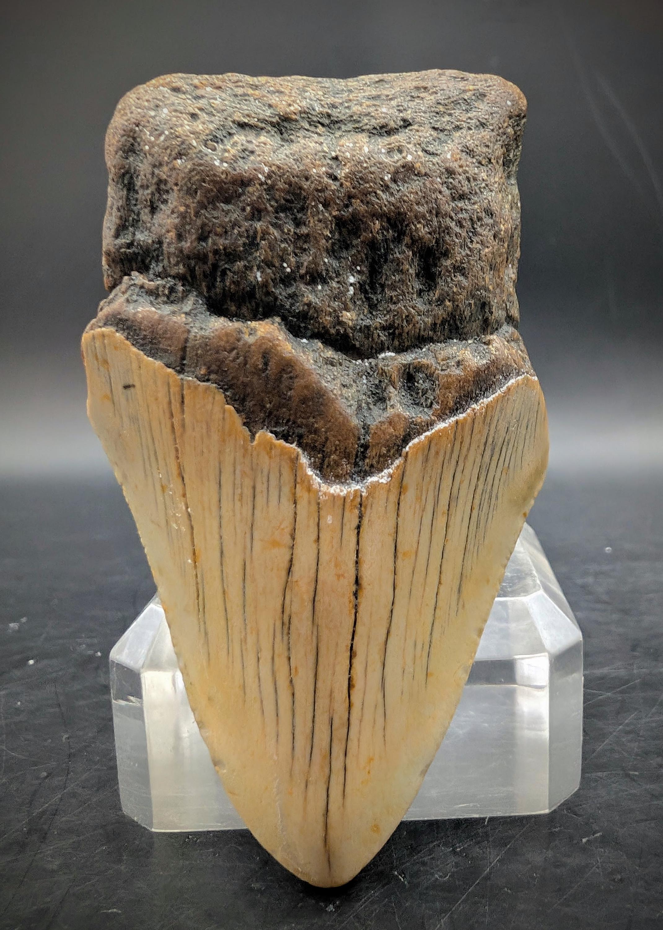 メガラドンの歯、3インチ、ノースカロライナ州産のほぼ完全な化石