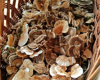 Wildcrafted dry Turkey Tail mushroom-Trametes Versicolor, whole or grounded
