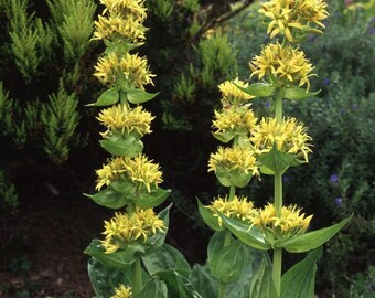 Gentiana lutea Great Yellow Gentian Marsh GENTIAN 1927 Beautiful European CENATAURY SPRING Gentian Original Antique Chromolithograph