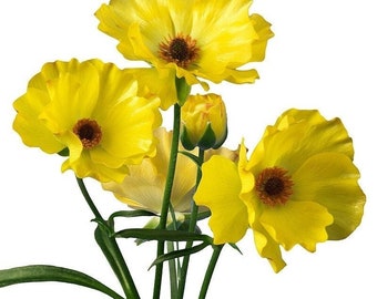 Butterfly ranunculus artemis corm bulb