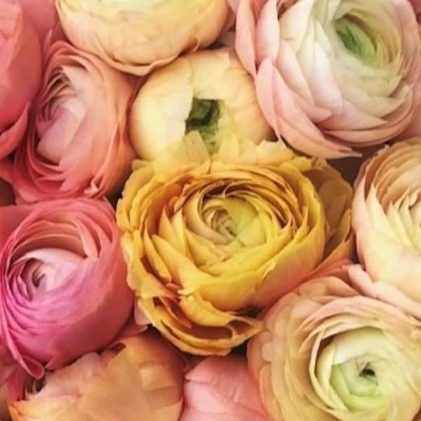 La dolce vita mix ranunculus elegance  corm bulb