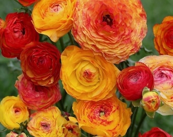 Ranunculus aviv picotee orange corm bulb