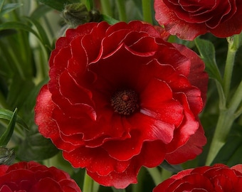 Butterfly ranunculus hades corm bulb