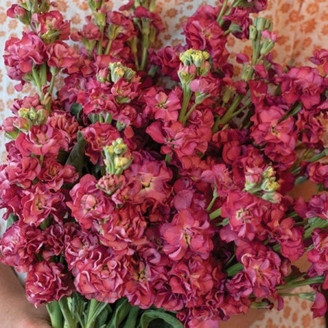 Seeds Vintage Brown Stock Matthiola Etsy