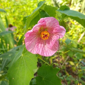 Seeds abutilon flowering maple assorted mix image 3