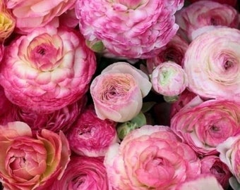 Ranunculus aviv picotee pink corm bulb