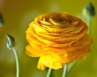 Yellow tecolote ranunculus corm bulb