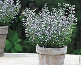 Live Plant calamint small potted