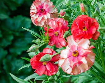 Butterfly ranunculus musa corm bulb