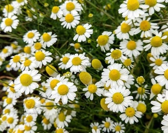 Seeds - zloty chamomile