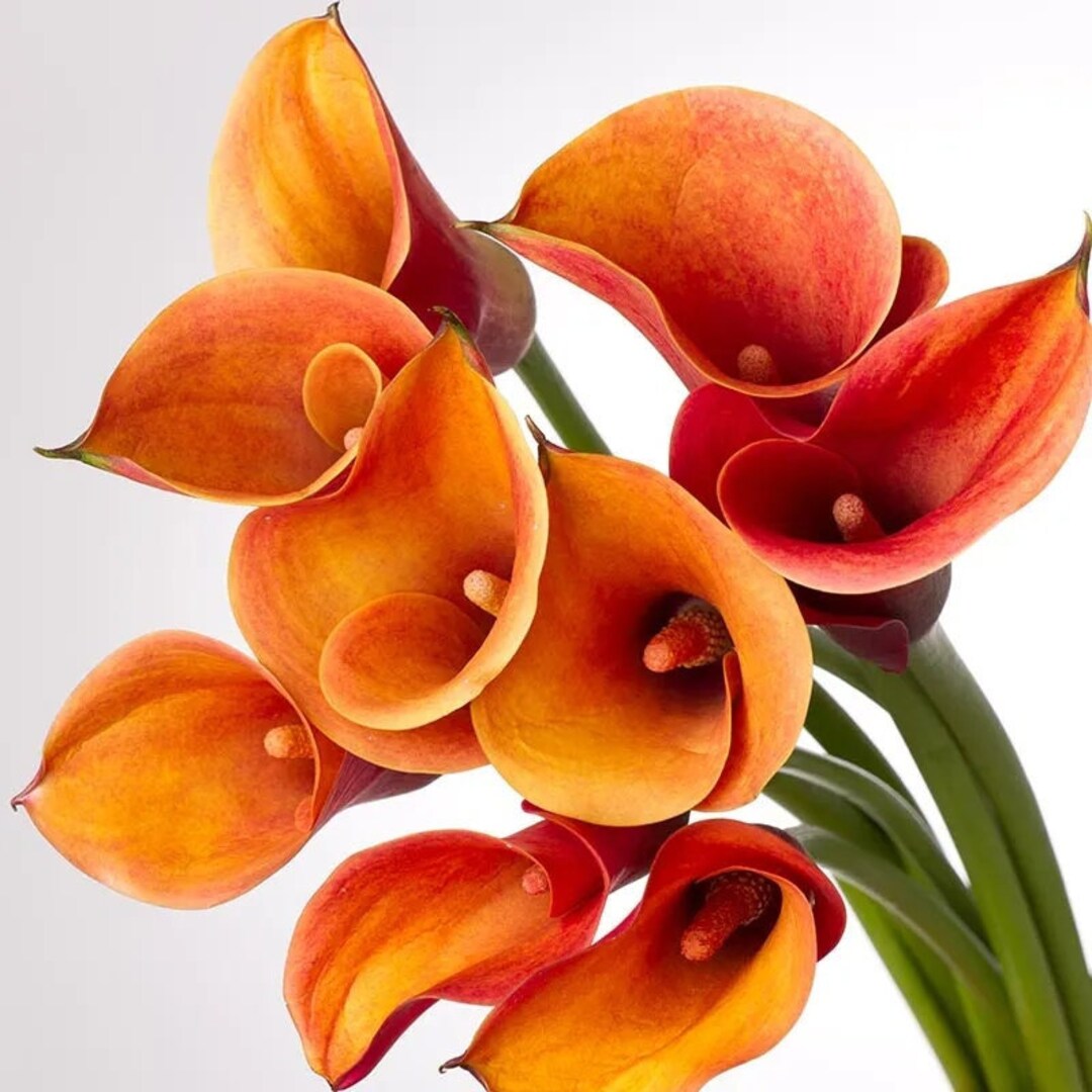 Zantedeschia Lady Marmalade Calla Lily Bulb Rhizome Etsy