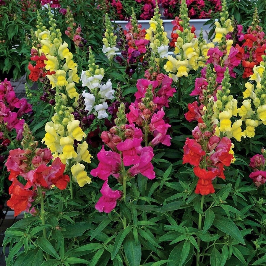 Seeds - snapdragons assorted colors