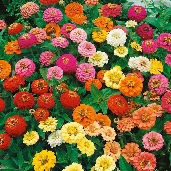 Dwarf Zinnia Seeds Etsy