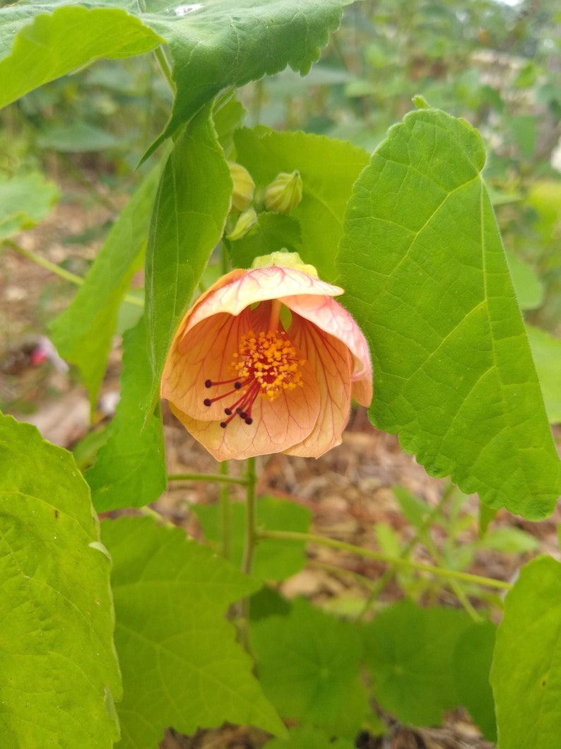 Seeds abutilon flowering maple assorted mix image 1