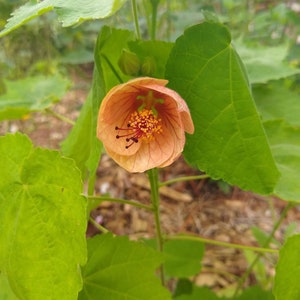 Seeds abutilon flowering maple assorted mix image 4