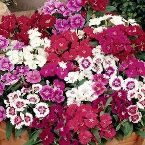 Seeds Baby Doll Dwarf Dianthus Mix - Etsy