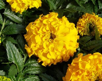 Seeds - lemon drop french marigold