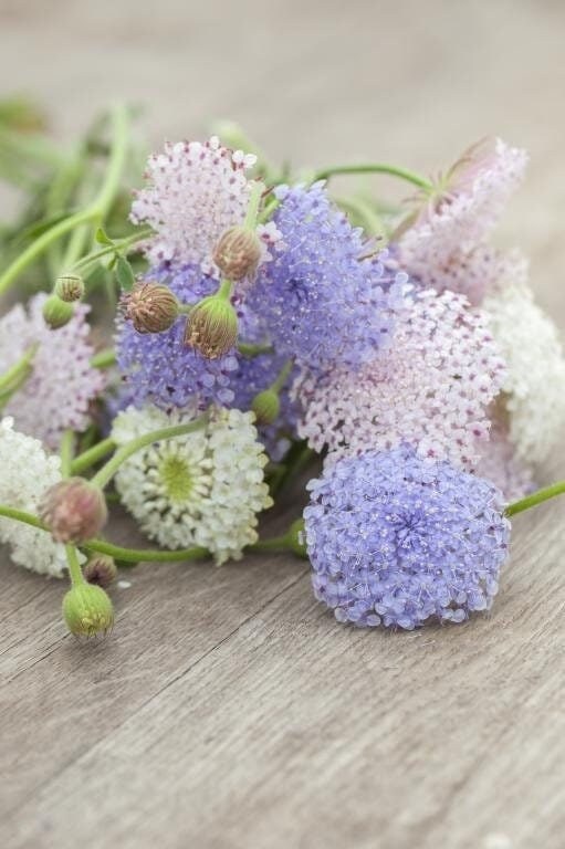 Seeds Didiscus Blue Lace Flower Mix Etsy Canada