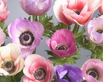 Corm - anemone galilee pastel mix