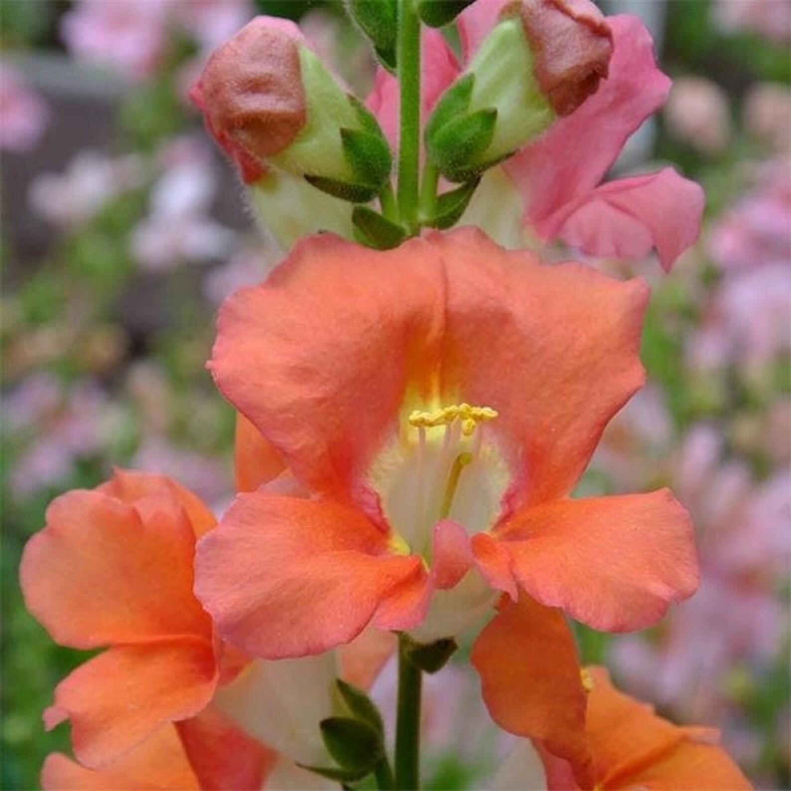 Seeds Snapdragons Chantilly Bronze Etsy