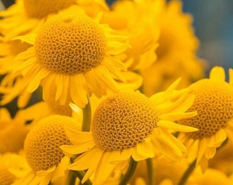 Seeds - dyer's chamomile golden marguerite oxeye chamomile