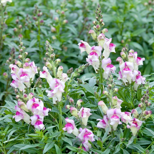 Live plant - snapdragons Lipstick Silver