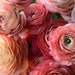 see more listings in the Ranunculus & Anemone section