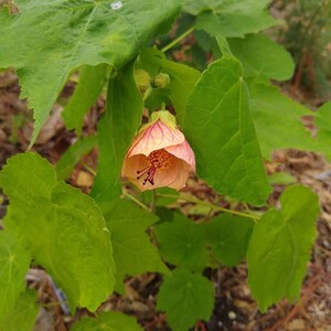 Seeds abutilon flowering maple assorted mix image 2