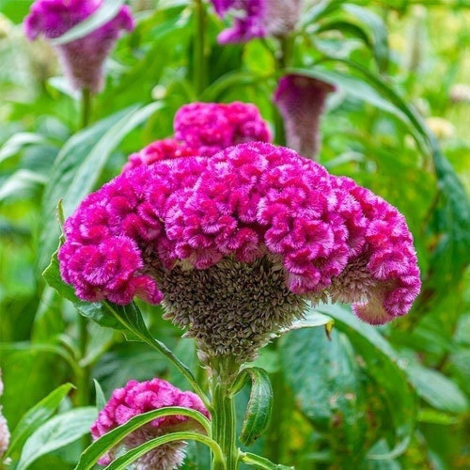 Seeds Cramers Rose Crested Celosia Cockscomb - Etsy
