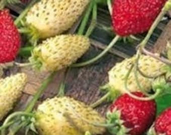 Seeds - alpine strawberry mix white and red