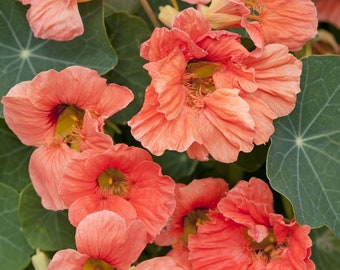 Seeds - salmon baby nasturtium