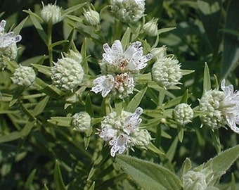 Seeds - hairy mountain mint pycnanthemum pilosum